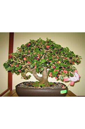 Karadut Bonzai Ağacı Tohumu 5 Adet Bonsai Ağacı Tohumu