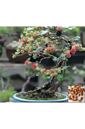 Karadut Bonzai Ağacı Tohumu 5 Adet Bonsai Ağacı Tohumu
