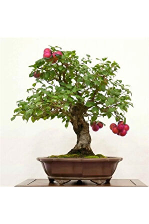 Erik Bonzai Ağacı Tohumu 2 Adet Bonsai Ağacı Tohumu