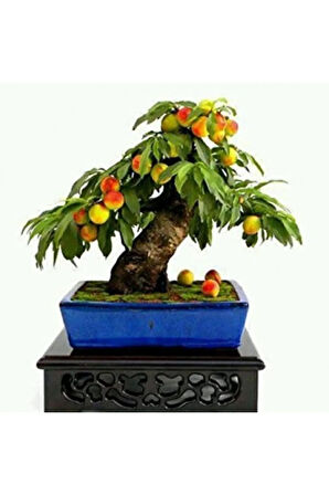 Erik Bonzai Ağacı Tohumu 2 Adet Bonsai Ağacı Tohumu