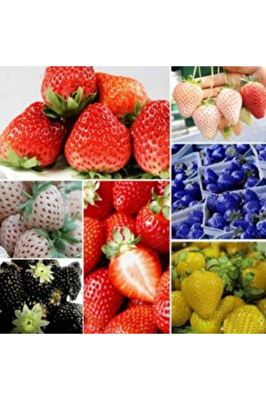 9 Farklı Renkte Çilek Tohumu 18 Adet Tohum