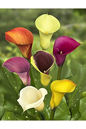 7 Farklı Renk Calla Lilly Tohumu 7 Adet Tohum Çiçek Tohumu