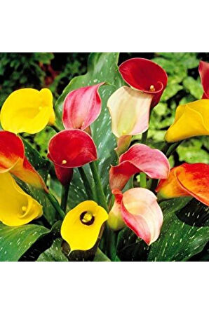 7 Farklı Renk Calla Lilly Tohumu 7 Adet Tohum Çiçek Tohumu