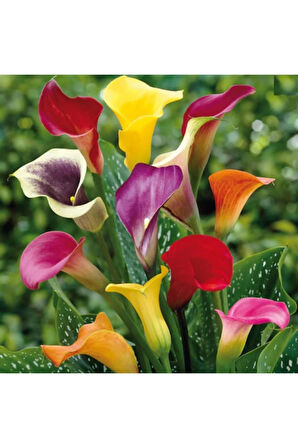 7 Farklı Renk Calla Lilly Tohumu 7 Adet Tohum Çiçek Tohumu