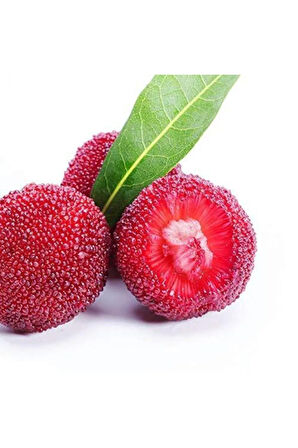 Tropikal Çin Çileği Tohumu 2 Adet Tohum Myrica Çilek