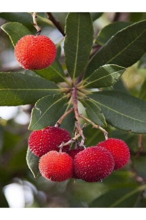 Tropikal Çin Çileği Tohumu 2 Adet Tohum Myrica Çilek