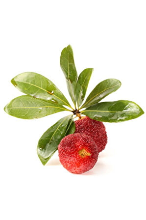 Tropikal Çin Çileği Tohumu 2 Adet Tohum Myrica Çilek