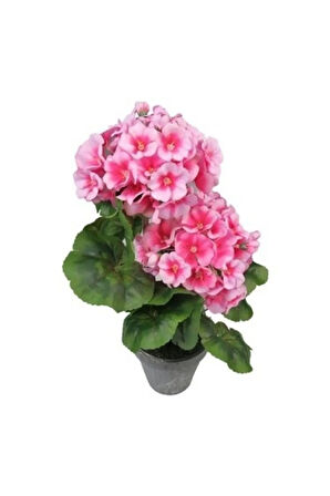 Pembe Çan Çiçeği Tohumu 5 Adet Tohum Çiçek Tohumu