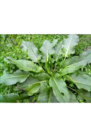 Kuzu Kulağı Koç Kulağı Ekşiotu Tohumu 100 Adet Tohum