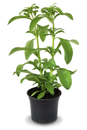 Stevia Ekim Seti 10 Adet Tohum Saksı Toprak Şekerotu
