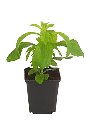 Stevia Ekim Seti 10 Adet Tohum Saksı Toprak Şekerotu