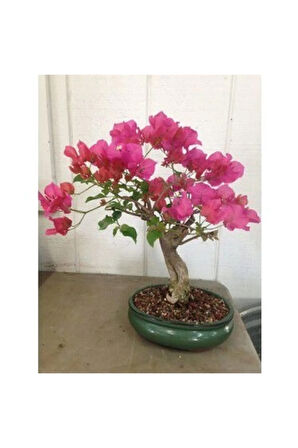 Orkide Bonzai Ağacı Tohumu 5 Adet Bonsai Ağacı Tohumu