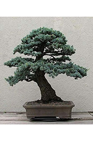 Bodur Mavi Selvi Bonzai Ağacı Tohumu 5 Adet Bonsai Ağacı Tohumu