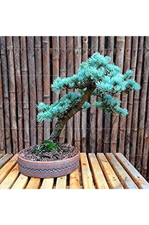 Bodur Mavi Selvi Bonzai Ağacı Tohumu 5 Adet Bonsai Ağacı Tohumu