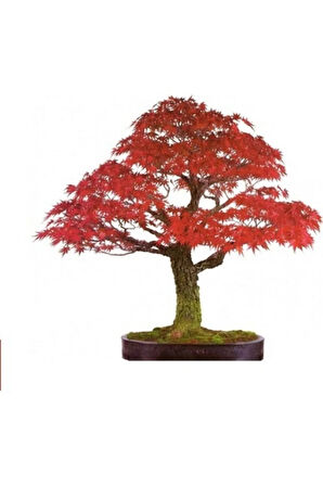 Bodur Flamingo Bonzai Ağacı Tohumu 5 Adet Bonsai Ağacı Tohumu