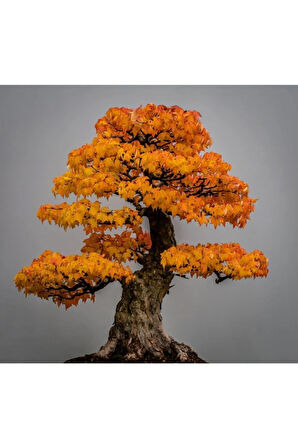 Bodur Flamingo Bonzai Ağacı Tohumu 5 Adet Bonsai Ağacı Tohumu