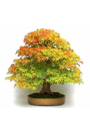 Bodur Flamingo Bonzai Ağacı Tohumu 5 Adet Bonsai Ağacı Tohumu