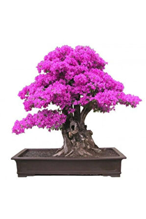 Bodur Mersin Bonzai Ağacı Tohumu 5 Adet Bonsai Ağacı Tohumu