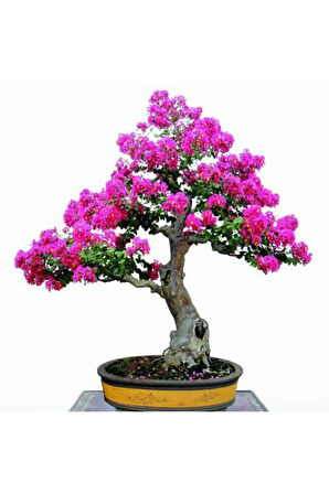 Bodur Mersin Bonzai Ağacı Tohumu 5 Adet Bonsai Ağacı Tohumu