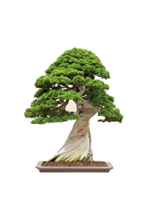 Okaliptüs Bonzai Ağacı Tohumu 5 Adet Bonsai Ağacı Tohumu