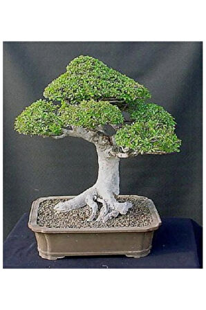 Okaliptüs Bonzai Ağacı Tohumu 5 Adet Bonsai Ağacı Tohumu
