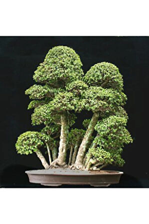 Okaliptüs Bonzai Ağacı Tohumu 5 Adet Bonsai Ağacı Tohumu