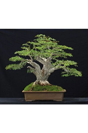 Okaliptüs Bonzai Ağacı Tohumu 5 Adet Bonsai Ağacı Tohumu