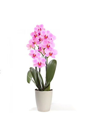 Pembe Orkide Tohumu 5 Adet Tohum Phalaenopsis Çiçek Tohumu