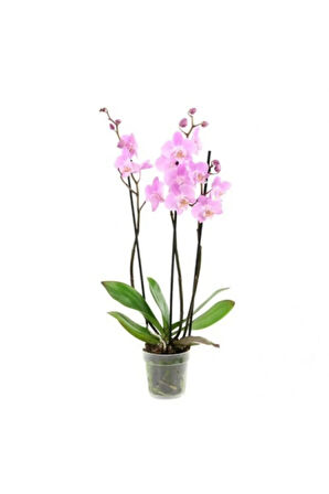 Pembe Orkide Tohumu 5 Adet Tohum Phalaenopsis Çiçek Tohumu