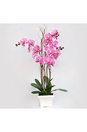 Pembe Orkide Tohumu 5 Adet Tohum Phalaenopsis Çiçek Tohumu