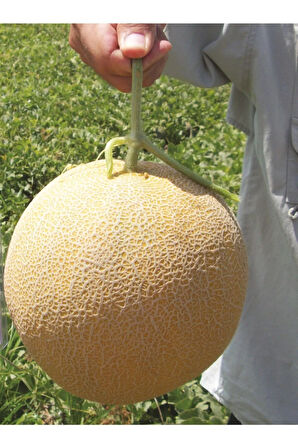 Ananas Kavun Tohumu 15 Adet Tohum Bal Kavun