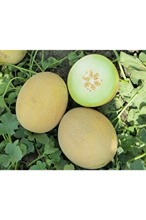 Ananas Kavun Tohumu 15 Adet Tohum Bal Kavun