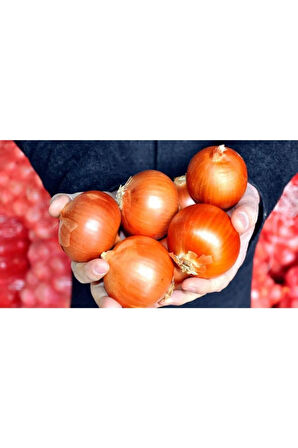 Kışlık Soğan Tohumu 100 Adet Tohum