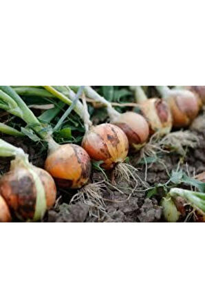 Kışlık Soğan Tohumu 100 Adet Tohum
