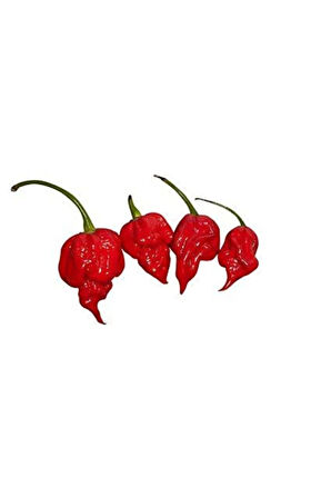 Ithal Nadir Çok Acı Trinidat Scorpion Biber Tohumu 5 Adet Tohum Dünyanın En Acı Akrep Biberi