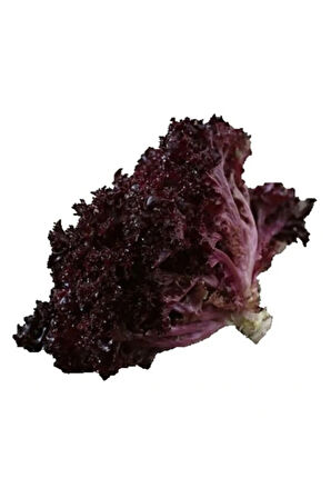 Lollorosso Kıvırcık Marul Tohumu 100 Adet Tohum Lolo Rosso Marul