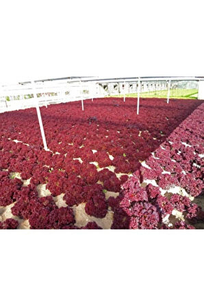 Lollorosso Kıvırcık Marul Tohumu 100 Adet Tohum Lolo Rosso Marul