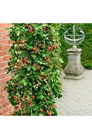 Eko Paket 75 Adet Tohum Alman Çilek Ağacı Tohumu Sırık Çilek Tohumu