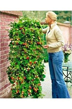 Eko Paket 75 Adet Tohum Alman Çilek Ağacı Tohumu Sırık Çilek Tohumu