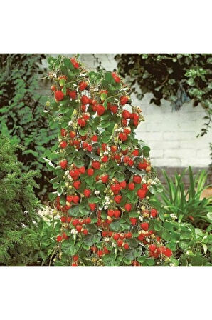 Eko Paket 75 Adet Tohum Alman Çilek Ağacı Tohumu Sırık Çilek Tohumu