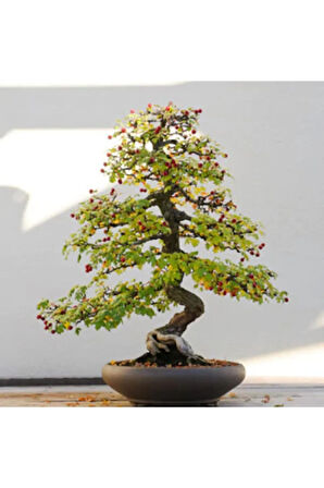 Bodur Cennet Bonzai Ağacı Tohumu 5 Adet Bonsai Ağacı Tohumu