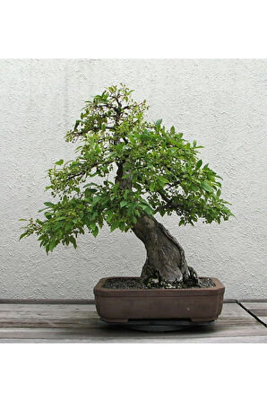 Bodur Cennet Bonzai Ağacı Tohumu 5 Adet Bonsai Ağacı Tohumu