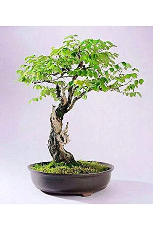 Bodur Cennet Bonzai Ağacı Tohumu 5 Adet Bonsai Ağacı Tohumu