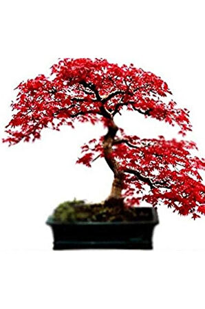 Bodur Acer Rubrum Bonzai Ağacı Ekim Seti 5 Adet Tohum Saksı Toprak Kombin