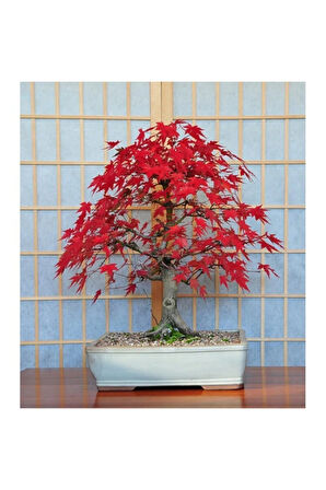 Bodur Acer Rubrum Bonzai Ağacı Ekim Seti 5 Adet Tohum Saksı Toprak Kombin