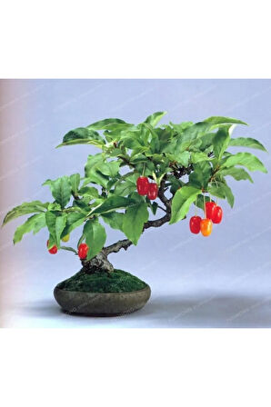 Bodur Kızılcık Bonzai Ağacı Tohumu 5 Adet Bonsai Ağacı Tohumu