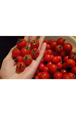 Bezelye Domatesi Tohumu 10 Adet Domates Tohumu