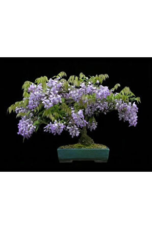 Jakaranda Bonzai Ağacı Tohumu 5 Adet Bonsai Ağacı Tohumu