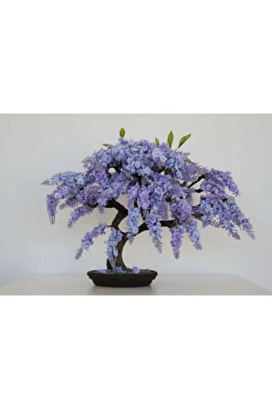 Jakaranda Bonzai Ağacı Tohumu 5 Adet Bonsai Ağacı Tohumu