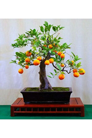 Bodur Portakal Bonzai Ağacı Tohumu 5 Adet Bonsai Ağacı Tohumu